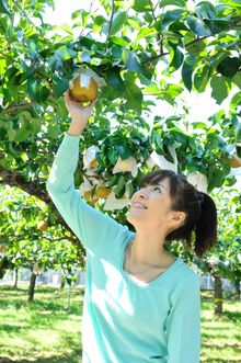 pear picking