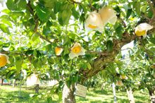 pears at Hamamatsu Fruit Park Tokinosumika