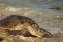 Exmouth Adventure Co - Nesting turtle at Ningaloo