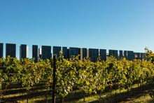 Los Milics Vineyards