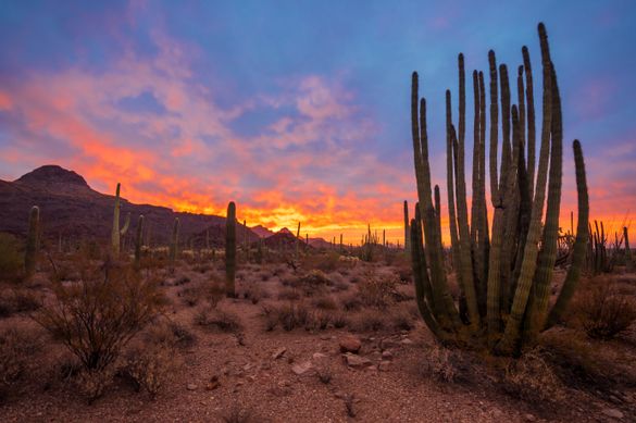 Organ Pipe Cactus National Monument Alamo Canyon Campground opens for Advanced Reservations Organ Pipe Cactus National Monument Alamo Canyon Campground opens for Advanced Reservations