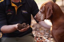 Truffle Kerfuffle