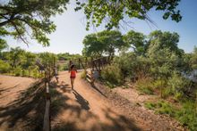 Running in the bosque (riverside forest)