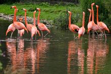 Caribbean flamingos