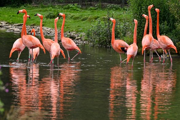 Caribbean flamingos