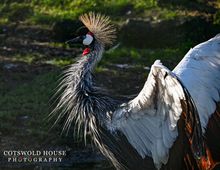Crowned crane after a bath