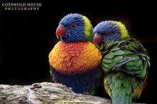 Lorikeets
