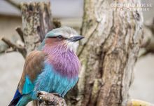 Lilac breasted roller