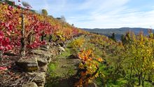 Autumn colours in the vineyards of southern Galicia