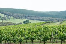 Courabyra Wines, Tumbarumba