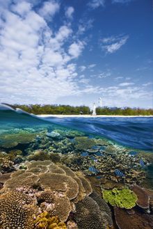 Lady Elliot Island
