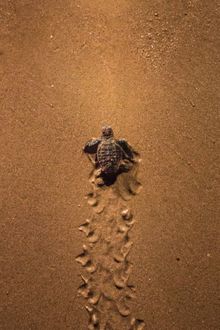Mon Repos Turtle Encounter, Bundaberg, Southern Great Barrier Reef