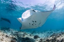 Cleaning reef manta_Rasfari Maldives_Simon Hilbourne