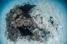 Flossy Photo IDing_Hanifaru Baa Atoll Maldives_(c) Simon Hilbourne-2