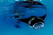 Reef Manta Ray Mobula alfredi_Angafaru Falhu Maldives_Guy Stevens (9)