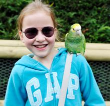 Close encounter - a parrot on a perch