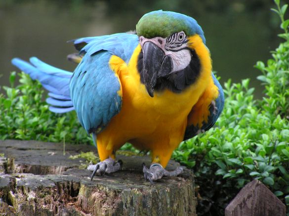 A blue and gold Macaw at Birdland