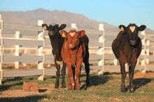 Cows at Tirrito Farm 