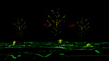 Wintjiri Wiru_Trees