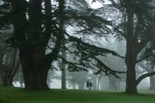 Misty walks at Blenheim Palace