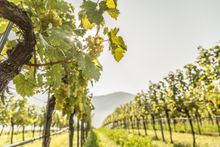Vineyards in the Wachau region