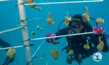 Outplanting coral with Reef Renewal 