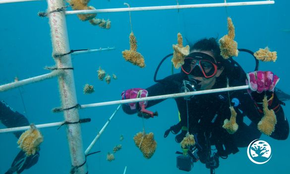 Outplanting coral with Reef Renewal 