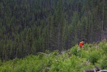 One Tree Planted