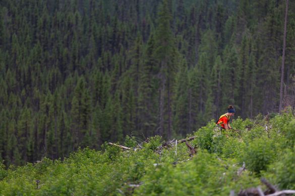One Tree Planted