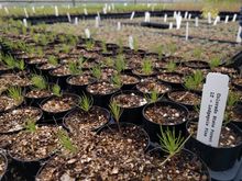 One Tree Planted