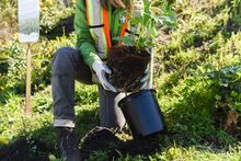 One Tree Planted