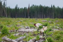 One Tree Planted