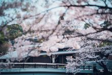 KAI Nagato_Nighttime hanami picnic by the river_Exterior_2