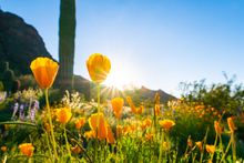 Picacho Peak - Wildflowers 
