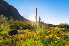 Picacho Peak - Wildflowers 