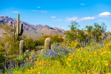 Picacho Peak  - Wildflowers