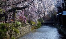 Cherry blossoms Gion Shirakawa