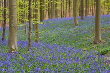 Hallerbos Forest