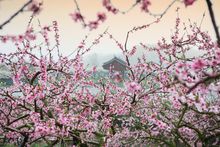 Sakura in Japan