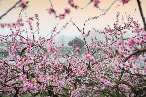 Sakura in Japan