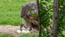 Marwell Zoo Ostrich with eggs