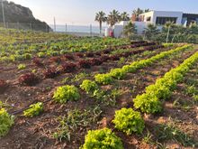 Karpaz Gate Marina vegetable garden