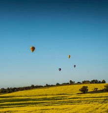 Balloons over canola fields National Ballooning Championships practice day 1 2017 