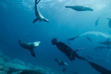 Montague Island Discovery Tours