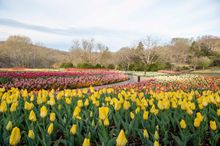 Cheekwood in Bloom 