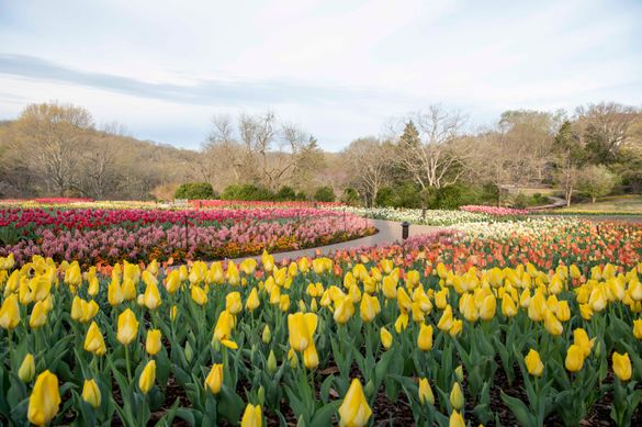 Cheekwood in Bloom 