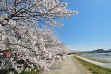 Miyakodagawa cherry blossoms