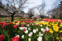 Hamamatsu Flower Park
