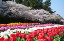 HHamamatsu Flower Park  