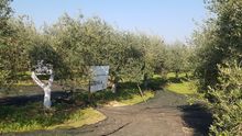 Olive oil experience, Andalusia, Spain